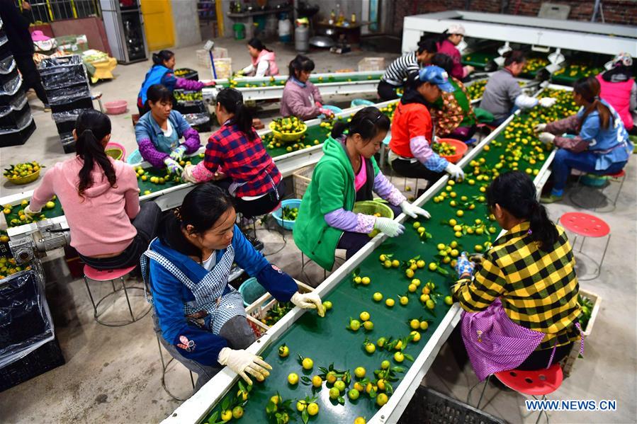 Tangerine Industry in China's Guangxi Creates Job Opportuni